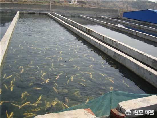 草鱼得诺卡氏菌病图片:草鱼老三病治疗方案是什么？