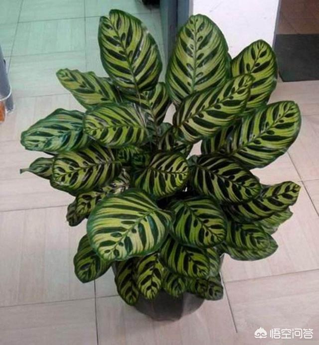 孔雀竹芋 价格:孔雀竹芋叶子干边是怎么回事？