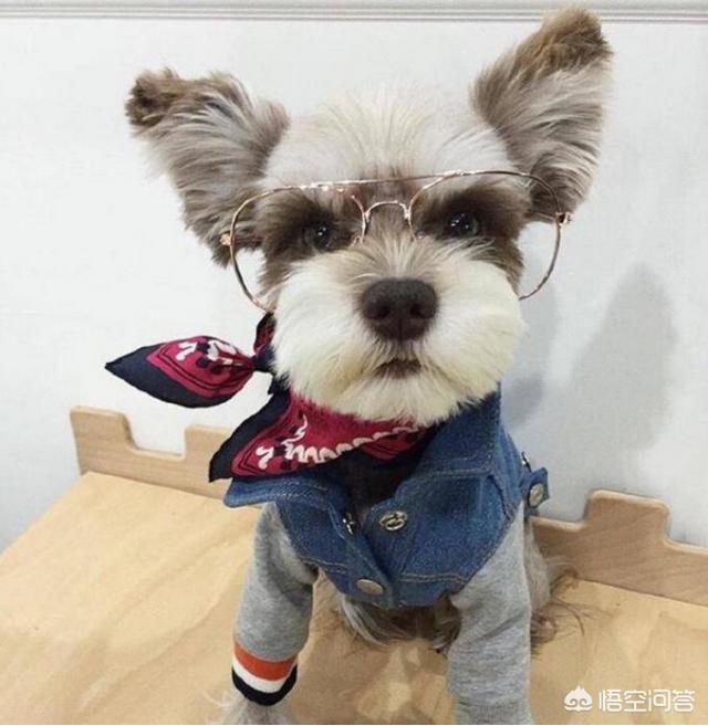 雪纳瑞狗粮最好知乎:我家狗狗特别瘦，试过好多进口狗粮都不行，有哪款狗粮营养好？