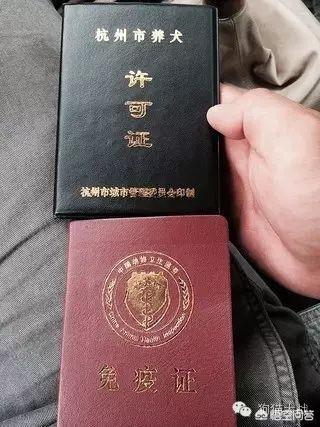 北京犬证如何办理:北京拉布拉多可以上狗证吗？