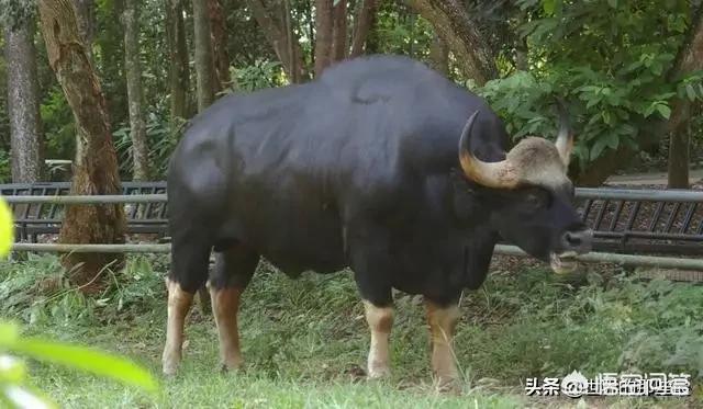 非洲水牛VS白肢野牛谁厉害呢？