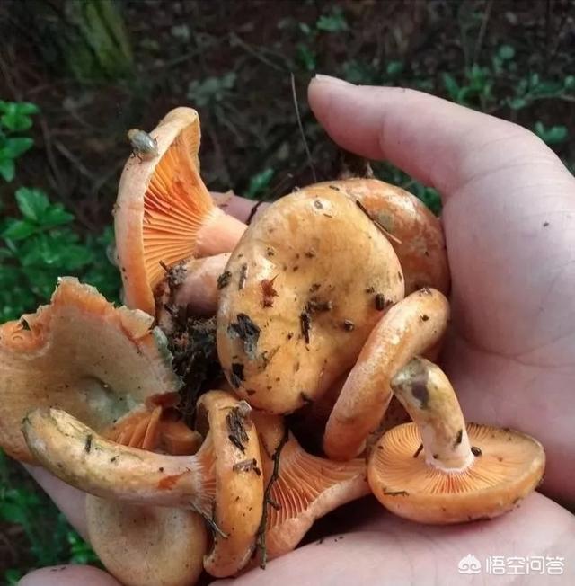 下过雨农村山里的松树下会有很特别的黄色大蘑菇这是什么菇你吃过吗