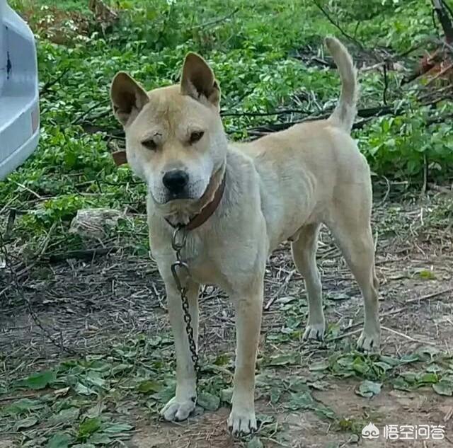 衡阳广西土猎犬网:广西土猎犬好坏怎么分别？