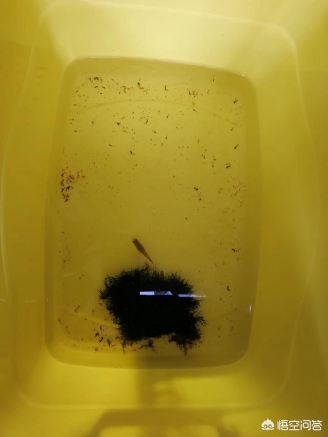 剑尾鱼如何喂养:孔雀鱼生完小鱼十几天怎么又像要生的样子？肚子好大？