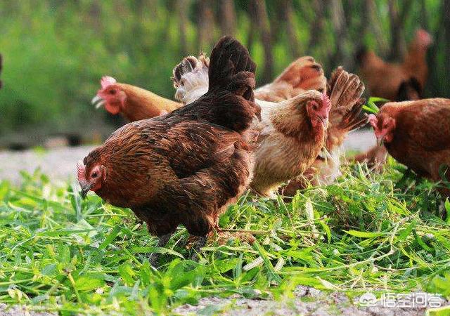 养殖什么好养又赚钱:泥鳅养殖的利润怎么样？是否好养殖？
