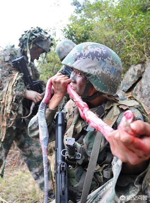 士兵野外驻训经常会有毒蛇出现，士兵在遇到叮咬该如何解决？