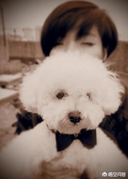 比熊犬图片可爱壁纸:在我国哪里可以买到比熊犬？幼犬价格多少钱？