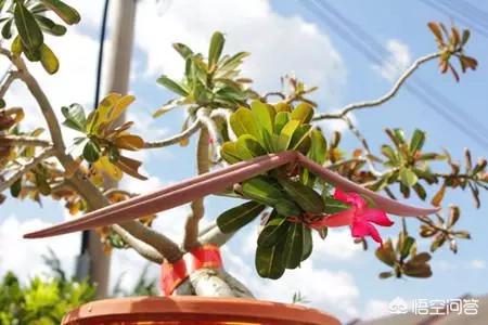 黄刺玫的养护方式:沙漠玫瑰如何养护？夏季砍头扦插能活吗？