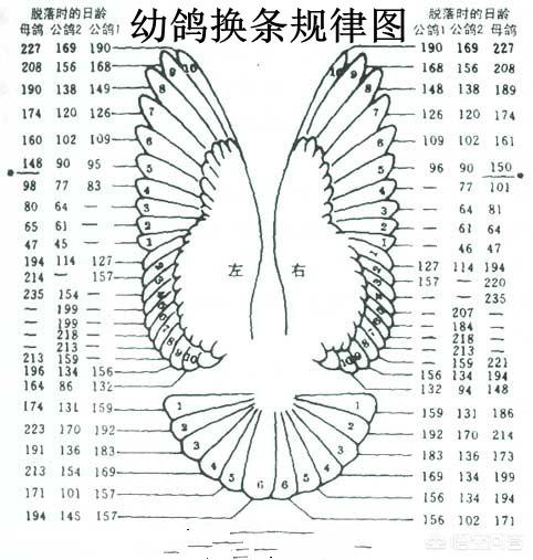 小鸽子图片大全大图:我买了一对幼鸽换毛了，多久可以下蛋？