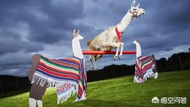 飞碟一分钟羊驼是谁:中国科学家能首先开发出飞碟航天器吗？