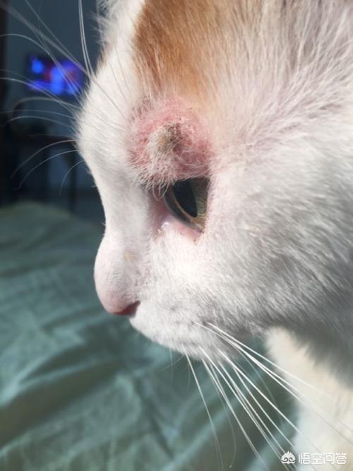 猫癣初期症状图:猫藓结痂要多久才能脱落？