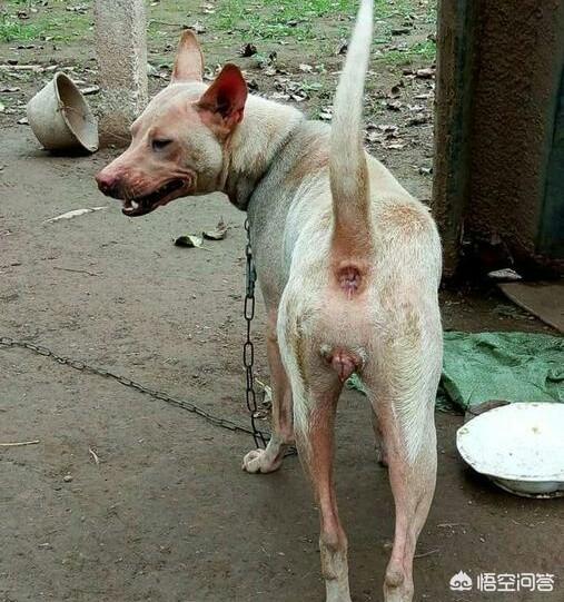 中国猎犬论坛买卖:我国纯种的箭毛幼犬多少钱？有哪些购买渠道？为何？