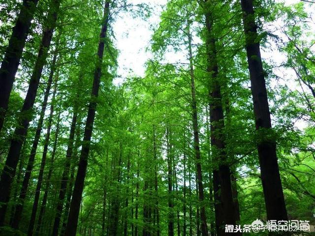 扶桑树:到日本有东渡扶桑之说，这是什么意思呢有哪些依据