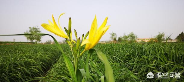 头条问答 黄花菜不出苔就枯萎是什么原因 9个回答