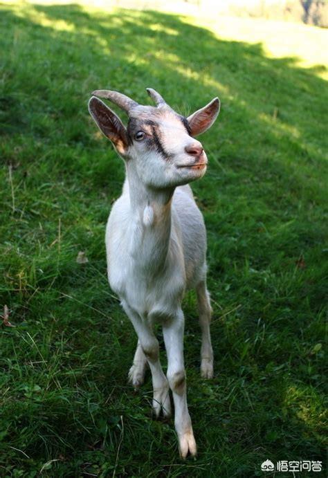 小公羊如何去势