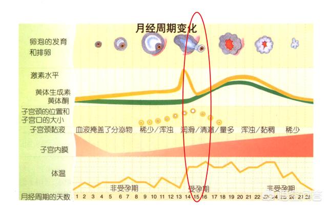 头条问答 月经过后什么时间怀孕几率高 小六六的妈妈的回答 0赞