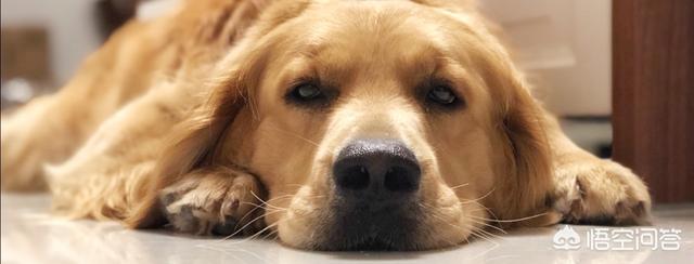 大型宠物犬品种大全及图片:什么大型犬颜值高还护主？