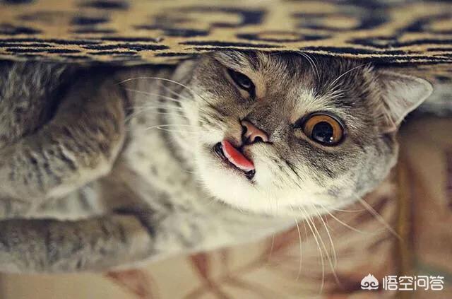 孟加拉国猫是活动量非常大的猫咪:“开挂”的孟加拉国火车，有什么特点？