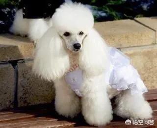 狗狗进去的时候很涨新闻:我家6年的贵妇犬腹胀怎么回事？