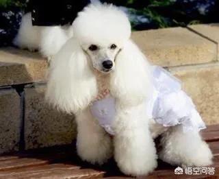 贵妇犬:我家6年的贵妇犬腹胀怎么回事？