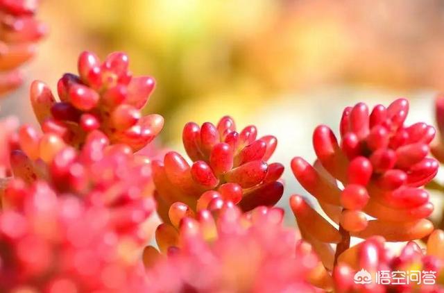 多肉 八千代:我爸给我把多肉浇成菜了怎么办？