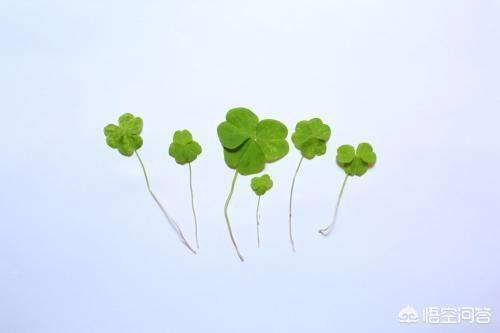 应届设计师做平面设计好还是做美工好？