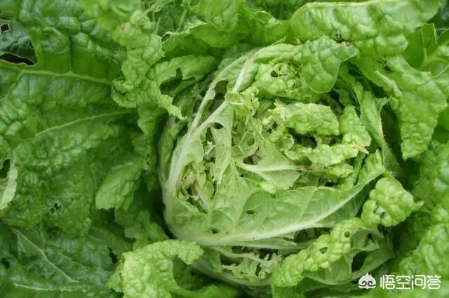 如何防治菜青虫，种植的大白菜菜青虫严重，如何做才能防治菜青虫