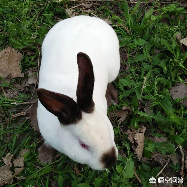 比利时肉兔多少钱一只:比利时兔和花巨兔哪个利润大，为什么？