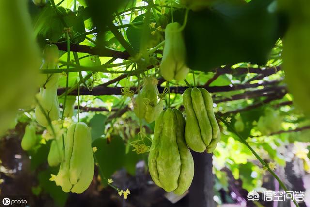 佛手瓜的吃法有哪些，农村种的佛手瓜怎么吃佛手瓜如何播种