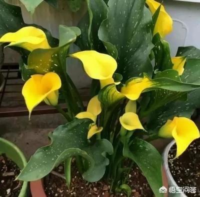 彩色马蹄莲花后处理:彩色马蹄莲花期过后怎么处理 盆栽马蹄莲夏季植株热死了，种球应该怎么保存？