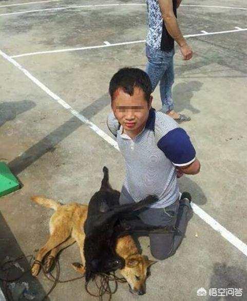 最近偷狗被打视频:偷狗贼被狗咬死，是狗主人负全责吗，有哪些具体案例？ 偷狗贼被打视频大全