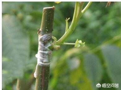 头条问答 一年杏树能嫁接李子吗 凤山八桂电商的回答 0赞