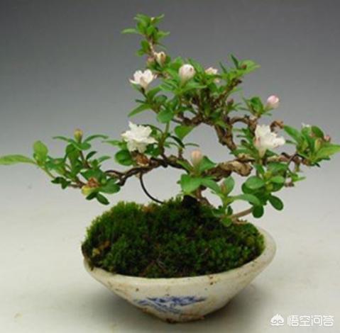 刚买回的六月雪怎么养:六月雪如何种植和浇水，使用什么样的土和肥？