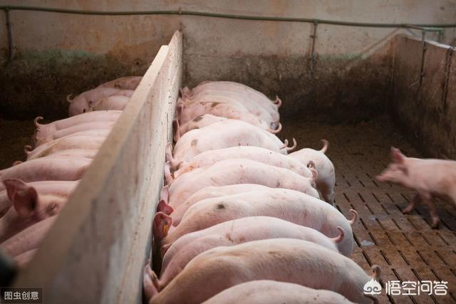 有的合作社模式养猪,一年能赚50万,为啥有些养殖户不敢加入？