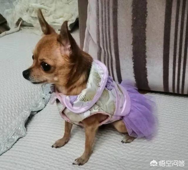 蝴蝶犬幼犬怎么驱虫:狗狗刚满月可以驱虫吗用什么驱虫药好？