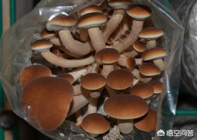 笠头螈:继口罩后，又卷起了头盔热，头盔你备了吗