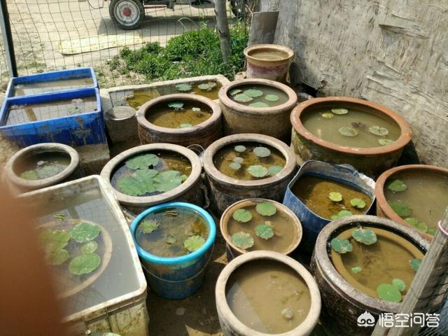 铁树图片:院里有一口直径六十高一米的缸，种什么好？