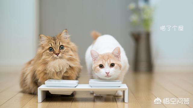 皇家奶糕罐头是主食罐吗:皇家奶糕罐头可以当主食吗 猫不爱吃猫饭，可以在猫饭里放鸡肉香精吗？可以的话放多少合适？