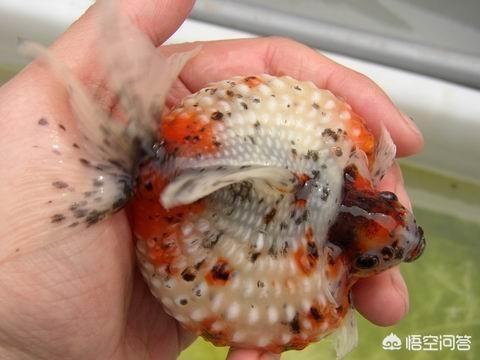 水族冷水机:天气热了，你怎么给鱼降温？