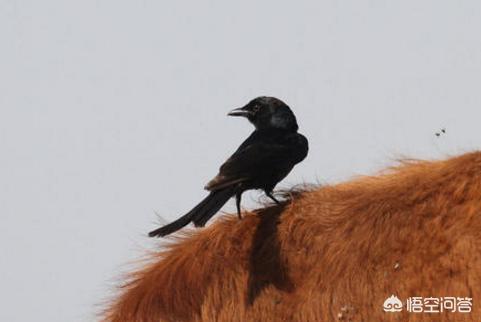 农村有种黑色小鸟，喜欢落在牛背上，胆子大还特会“记仇”，是什么鸟？