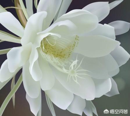 月光花是昙花吗:什么花早晨开，什么花中午开，什么花晚上开？