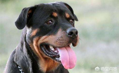 警犬狗起名字:我们常见的警犬是哪些狗狗？