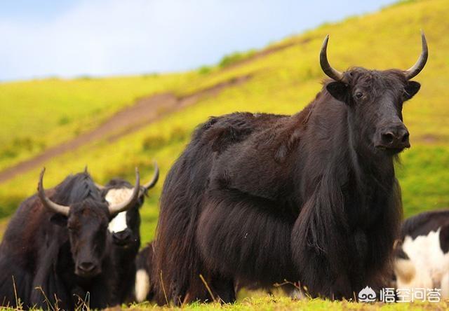 野牦牛有多重，高原上的牦牛是野生动物吗