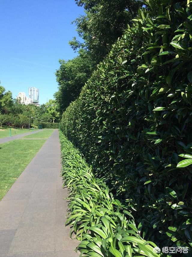 绿篱植物:庭院绿篱用哪种植物比较好？