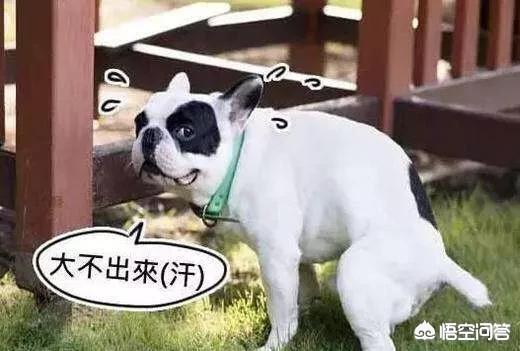 斗牛马士提夫犬的喂食要点:饲养法国斗牛犬饮食上有什么需要注意的呢？ 斗牛马士提夫犬喂食