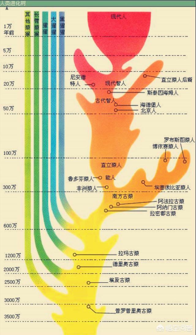 无毛猿:人类是如何进化的？人是不是由猴子或猩猩进化而来的？