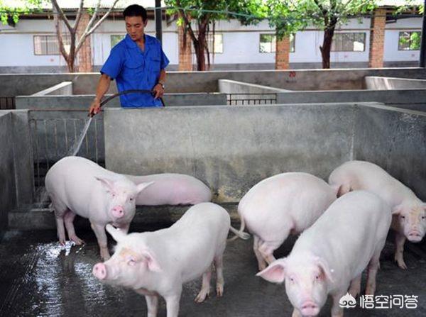 凶兽饲养手册:非洲猪瘟清场后，养殖户还能复养吗？要注意哪些问题？