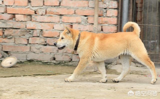 广西土狗打架视频:土狗和拉布拉多在一起会打架吗？