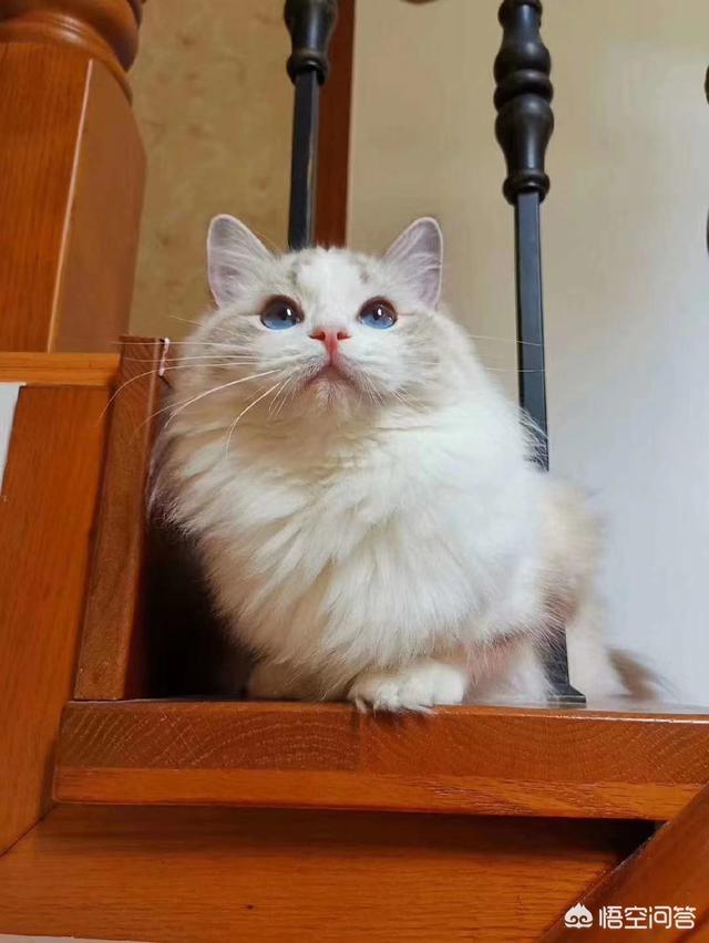 猫眼圈发红闭着眼睛:猫咪眼睛流泪眼屎很严重怎么办，有一只还发红？