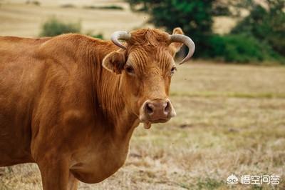 养猪巧用甘草粉比抗生素强百倍，该用什么喂养牛羊王米草和小麦草哪个喂牛羊肥得快